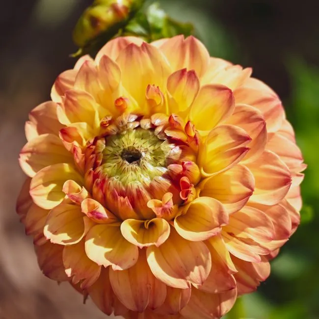 Dahlias standing in buckets