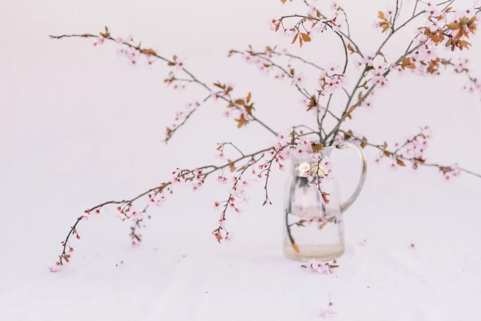 Forced flowering cherry branches in a glass jug