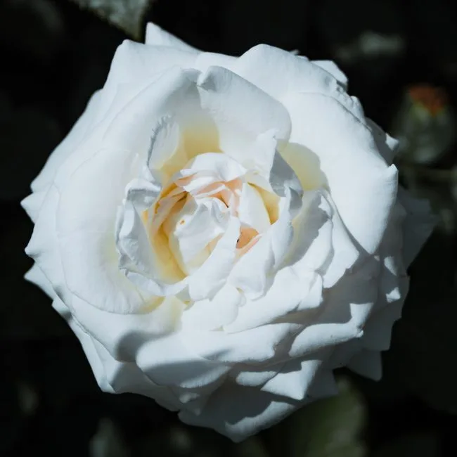 A single white garden rose in close crop