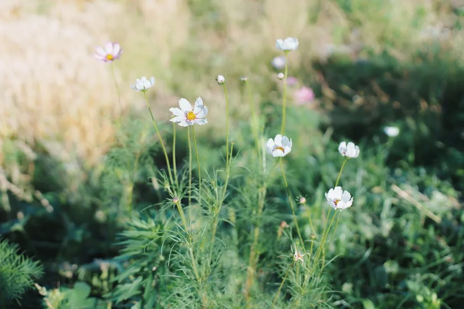 Loose flower stems lining an aisle through grass